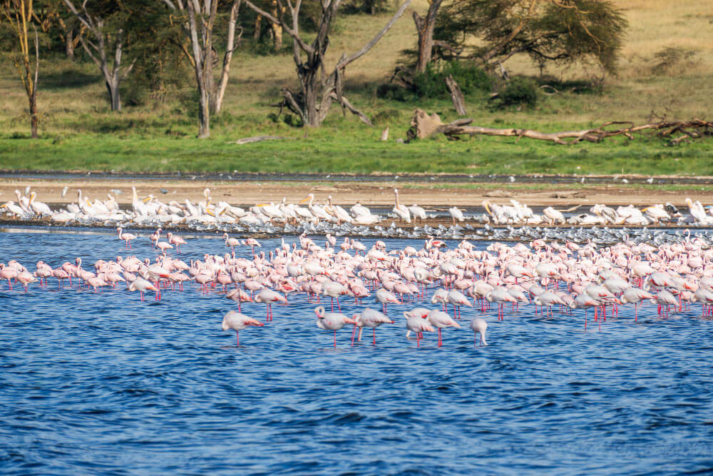 Lake Nakuru National Park