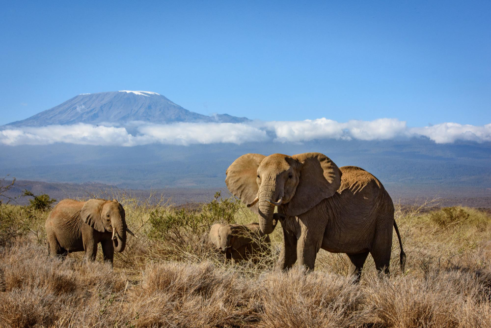 Best Time to Visit Kenya for Safari