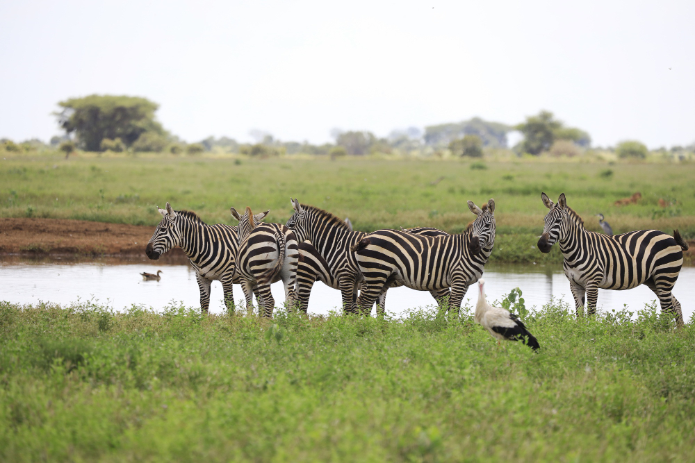 Tsavo National Parks
