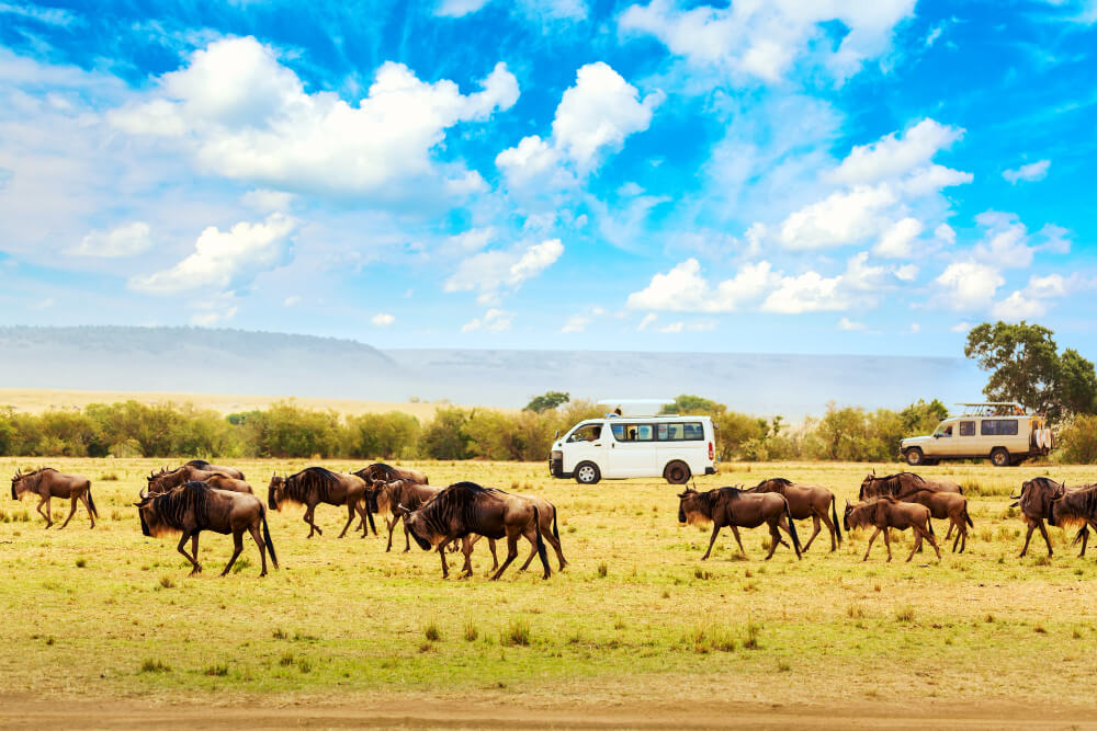 Kenya Great Migration Safari Guide