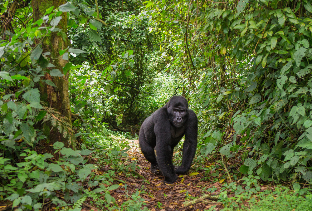 Curated Wild Safaris journey through East Africa
