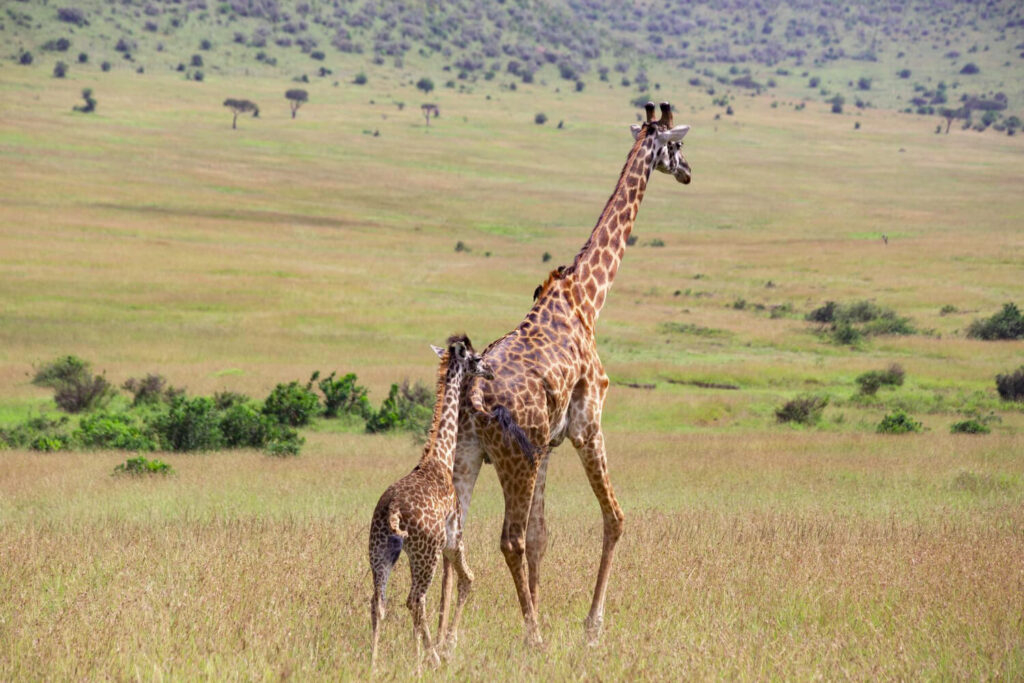 Samburu National Reserve