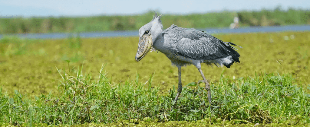 Best Time to Visit Uganda for Safari