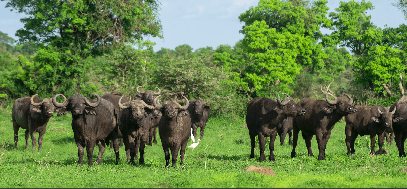Follow the wild across East Africa.
