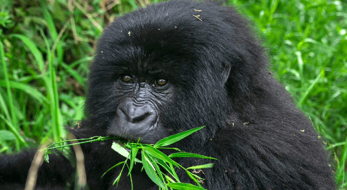 Go deeper into the gorilla forests.