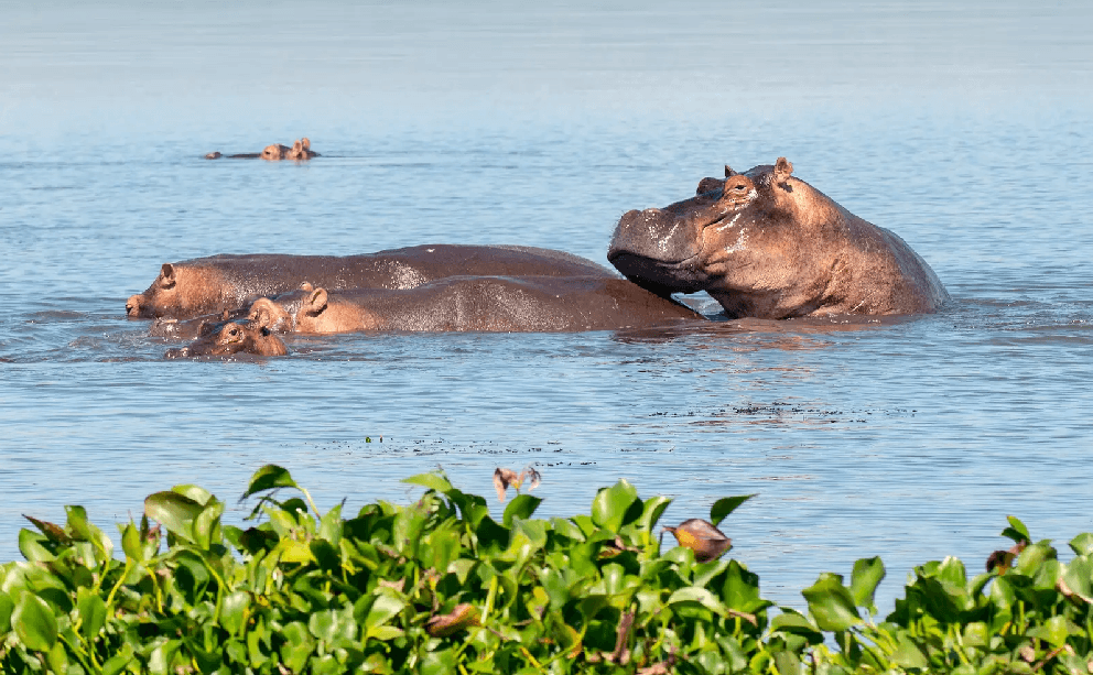 Rusizi National Park