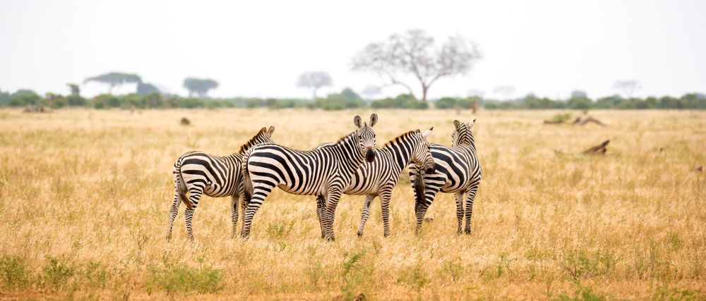 Lake Mburo National Park