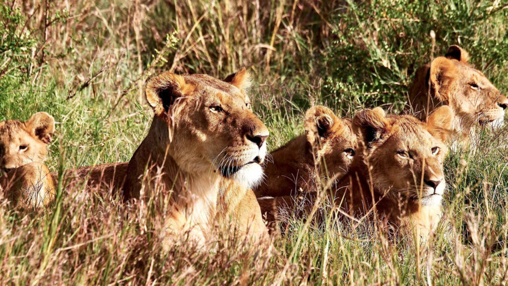 15 Day Uganda, Rwanda & Kenya Safari