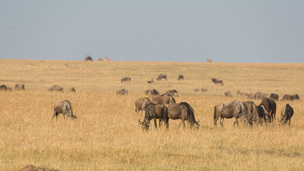 7 Day Amboseli & Maasai Mara Safari