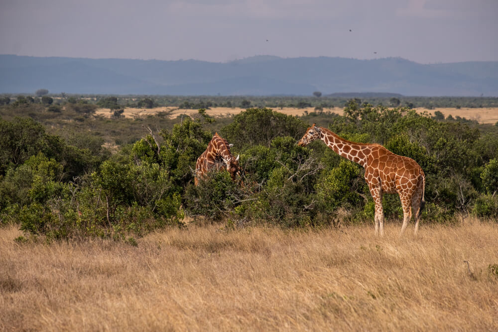 5 Day Gorilla & Wildlife Escape in Uganda
