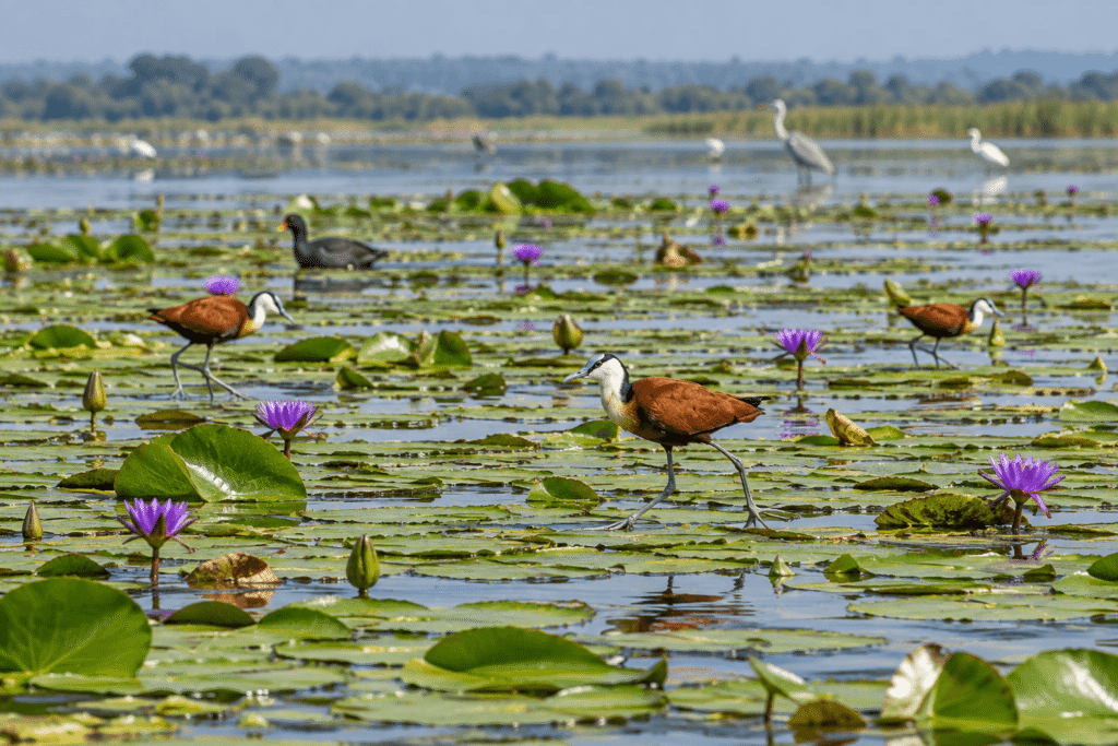 Lake Rwihinda Nature Reserve