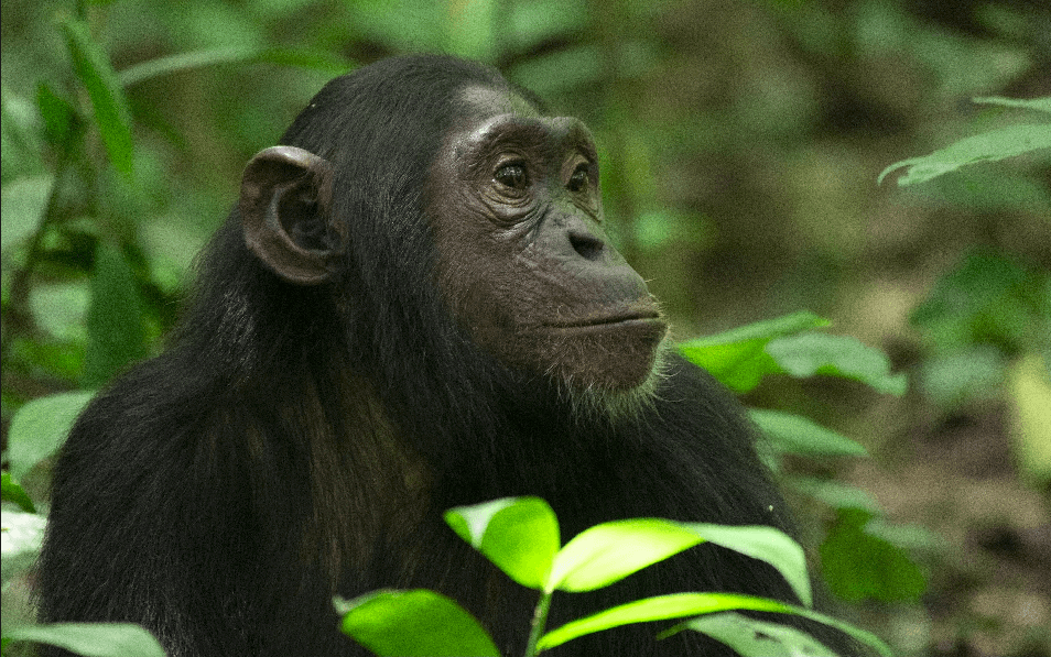 Primate Safaris