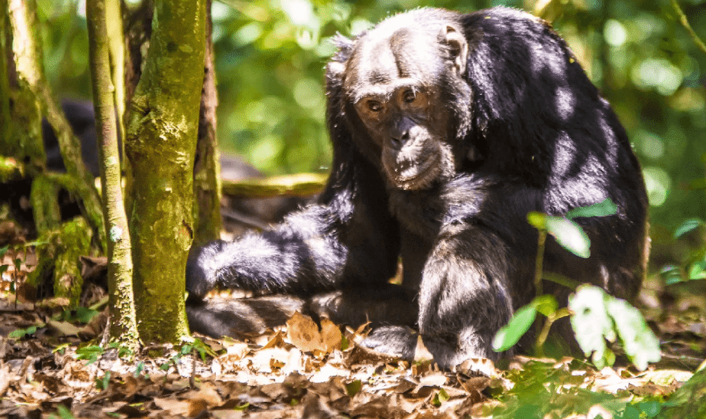 Chimpanzee Tracking
