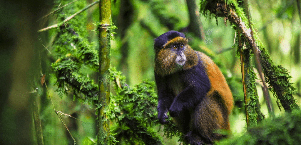 Golden Monkey Trekking