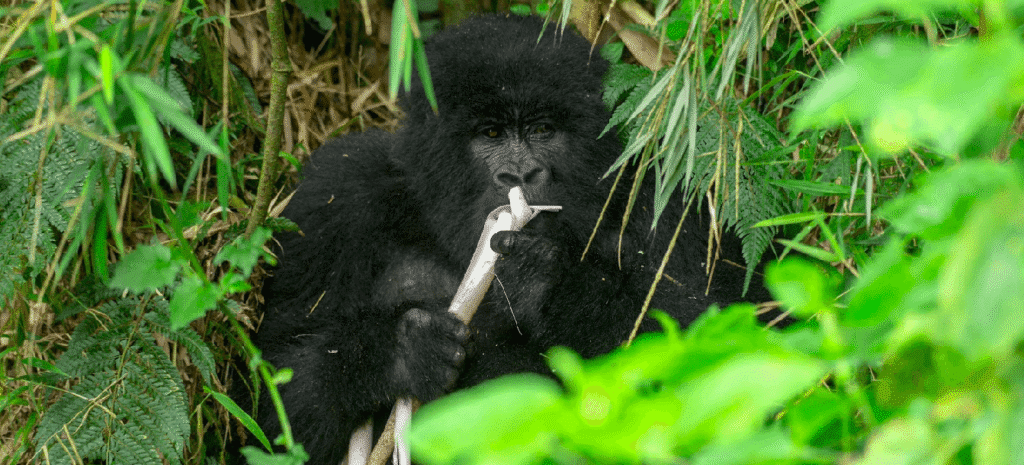 Mgahinga Gorilla National Park
